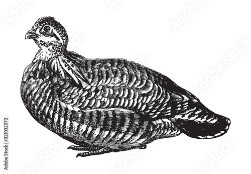 Foto Greater prairie chicken or Pinnated grouse (Tympanuchus cupido) / vintage illust