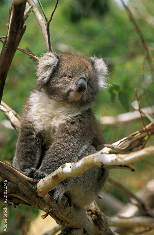 Fototapeta premium KOALA phascolarctos cinereus