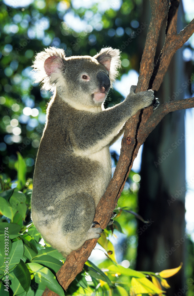 Photography KOALA phascolarctos cinereus