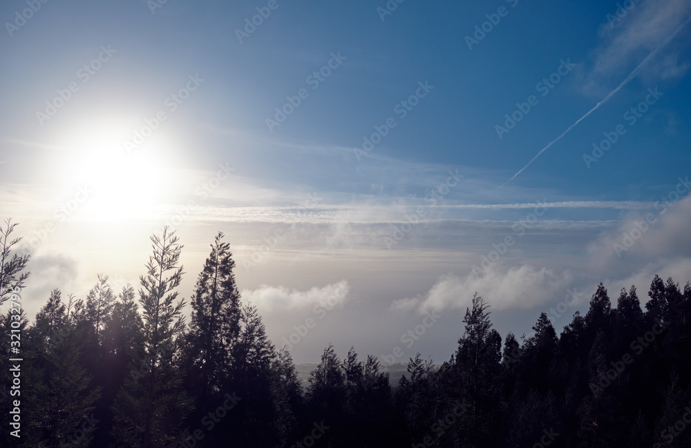 Scenery. View of the tops of trees and the sky. Azores, Portugal. Scenery. View of the tops of trees and the sky. Azores, Portugal.