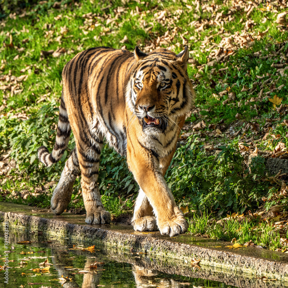 Obraz premium The Siberian tiger,Panthera tigris altaica in the zoo
