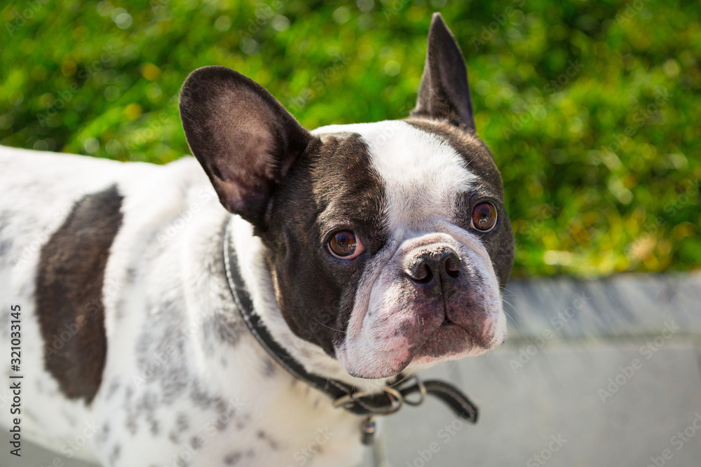 French bulldog in sunny garden with green grass