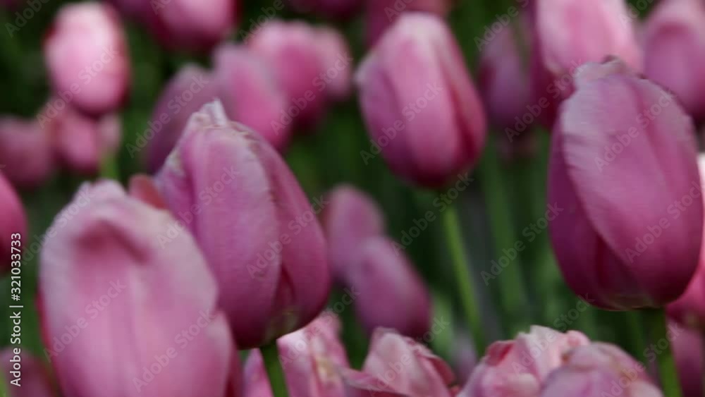Spring tulips in a garden in the sunshine Spring tulips in a garden in the sunshine