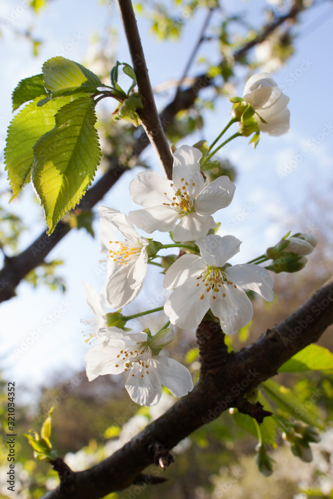 blooming apple tree in spring against blue sky blooming apple tree in spring against blue sky