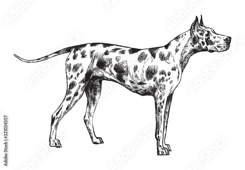 Great dane or German mastiff dog / vintage illustration from Brockhaus Konversations-Lexikon 1908