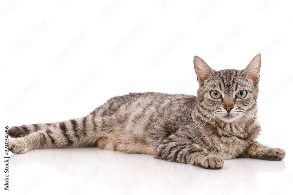 Fototapeta premium Striped gray cat lies on a white background.