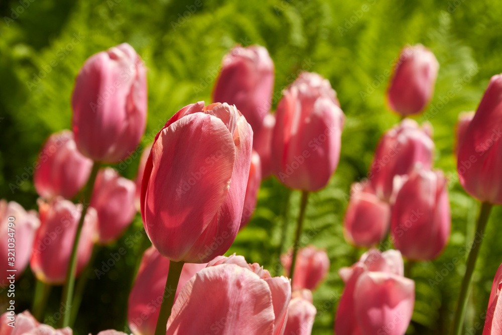 Fototapeta premium Spring tulips in a garden in the sunshine