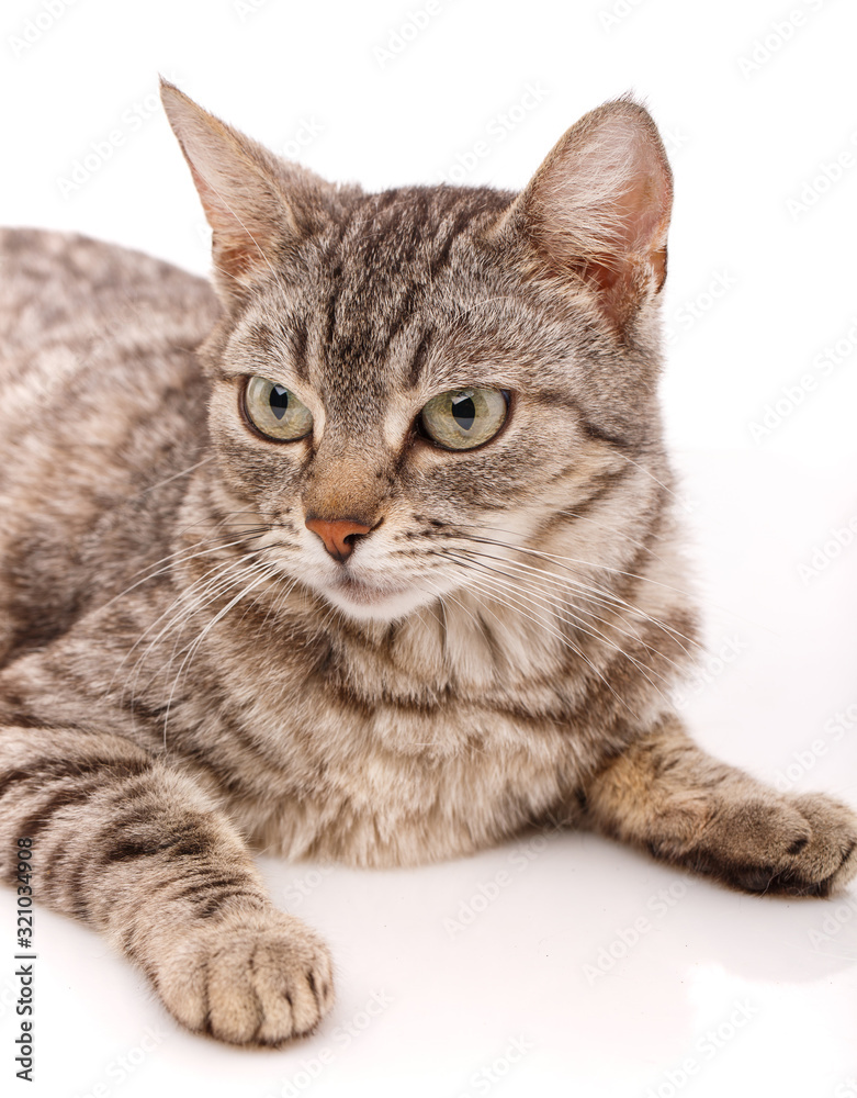 Adult striped cat with green eyes on a white