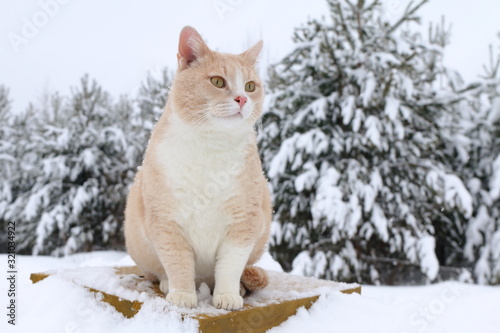 A portrait of a red cat sitting on snowdrift on the background of winter forest. © vubaz