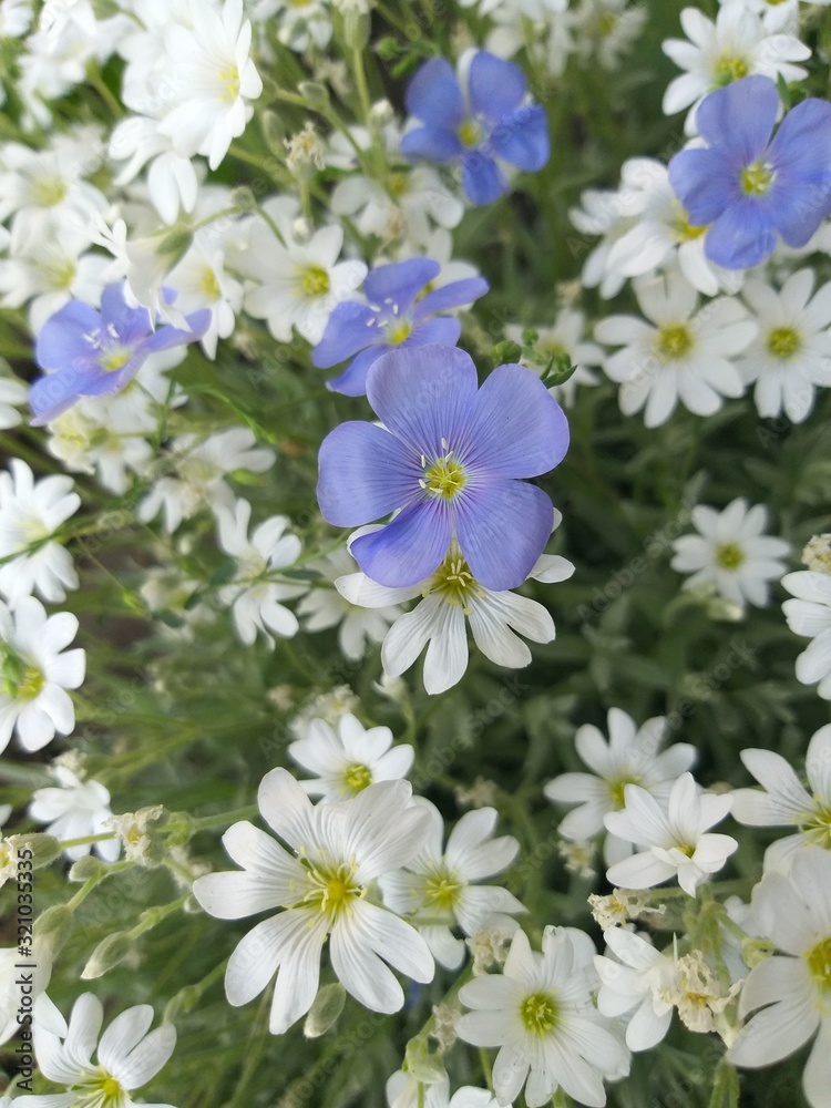 Spring flowers natural floral background Spring flowers natural floral background