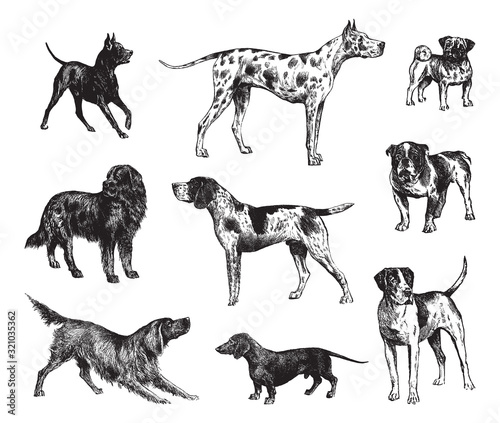 Dog collection / vintage illustration from Brockhaus Konversations-Lexikon 1908