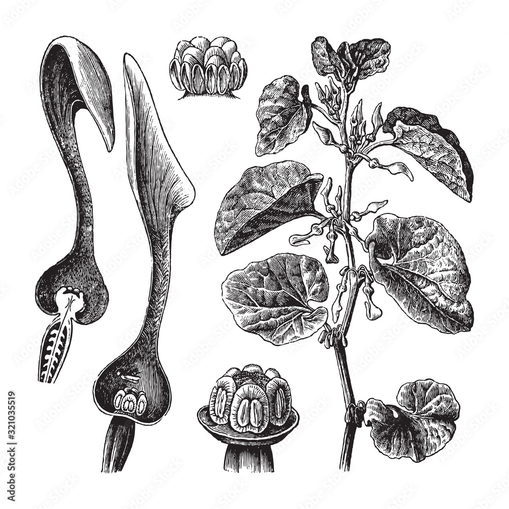Φωτογραφία European Birthwort (Aristolochia clematitis) / vintage illustration from Brockha