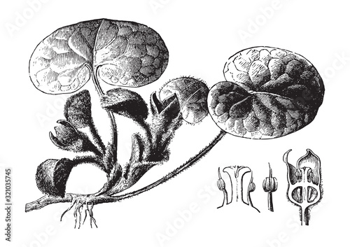 Asarabacca or European wild ginger (Asarum europaeum) / vintage illustration from Brockhaus Konversations-Lexikon 1908 photo