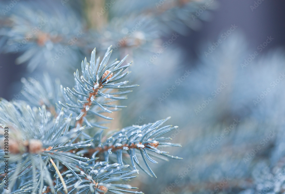 blue fir background in winter time blue fir background in winter time