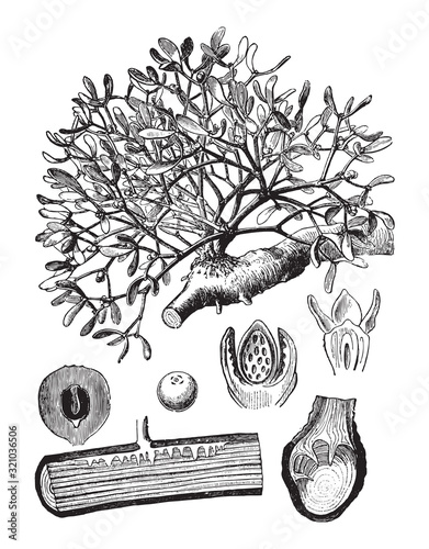 European mistletoe (Viscum album) / vintage illustration from Brockhaus Konversations-Lexikon 1908