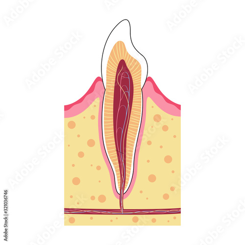 Vector isolated illustration of tooth 
