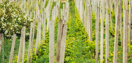 Plantation of grapes bearing vines in spring. Grapevine. Wine growing in the field. Agriculture. Young grapes with leaves. Fruit. Vineyard in early summer time.