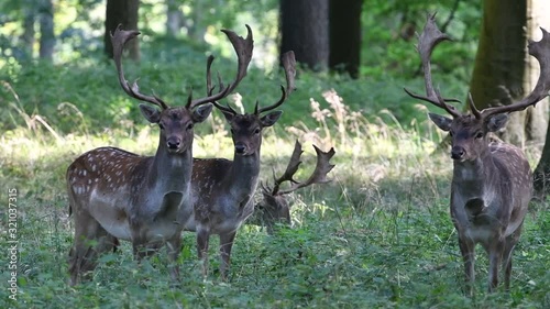 Four fallow deer (Dama dama) bucks in forest in autumn photo