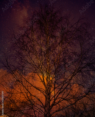 Bare poplar trees against the background of the starry sky at dusk.