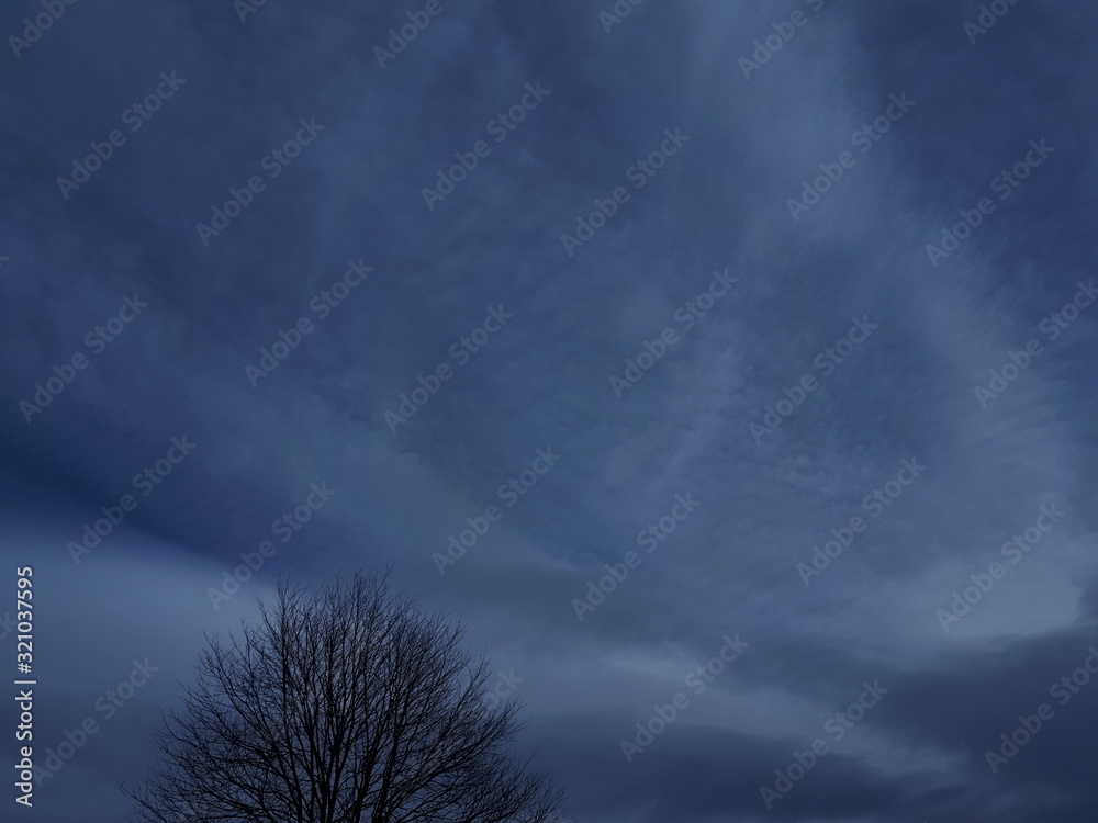 Photography Tree against the sky - Oslo