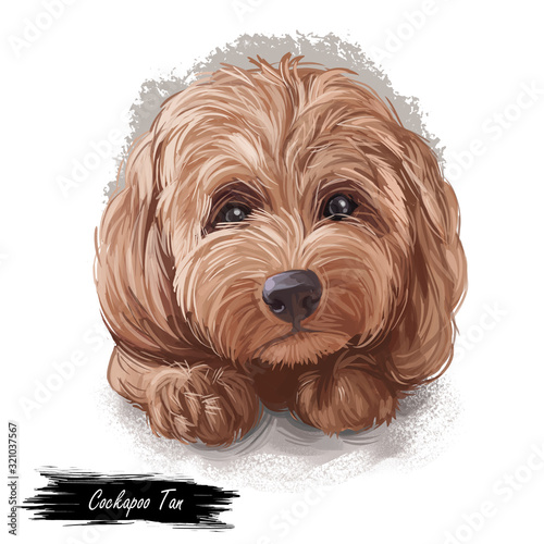 Tan Cockapoo dog digital art illustration of cute canine animal. Mixed-breed dog cross between American Cocker or English Cocker Spaniel, miniature or toy poodle hand drawn portrait isolated. photo
