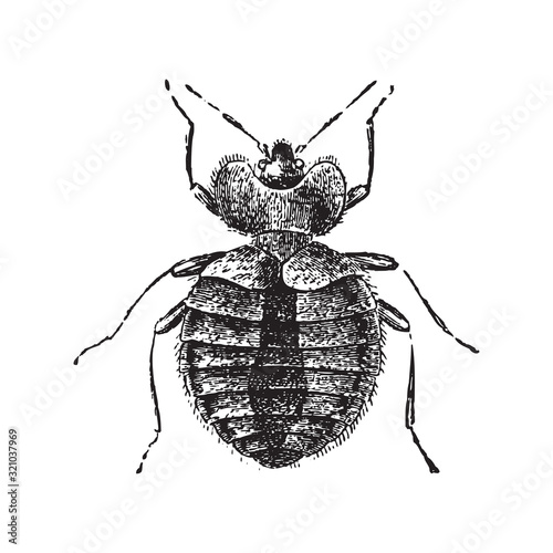 Bed bug (Acanthia lectularia) / vintage illustration from Brockhaus Konversations-Lexikon 1908