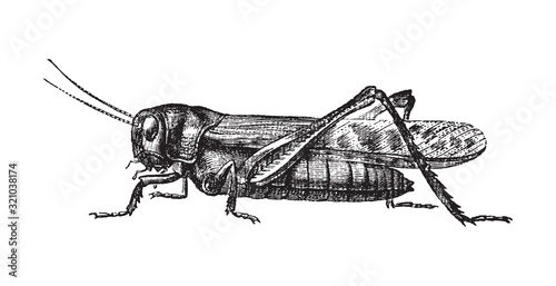Valokuva Migratory locust (Locusta migratoria) / vintage illustration from Brockhaus Konv
