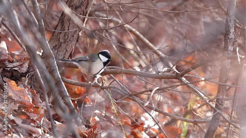 A little bird playing Great tit