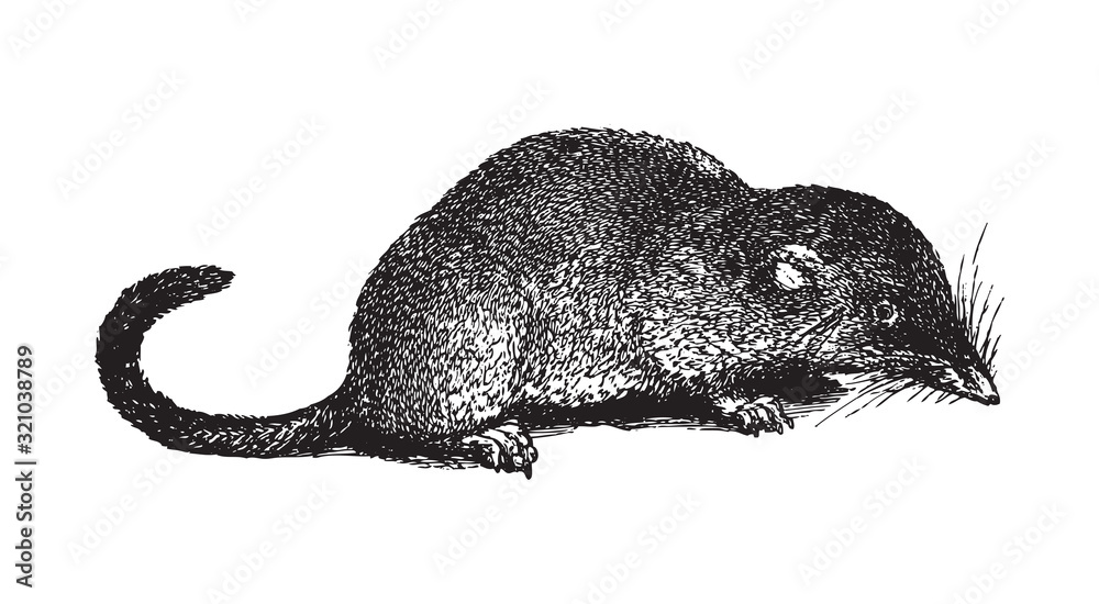 Εκτύπωση καμβά Eurasian pygmy shrew (Sorex pygmaeus) / vintage illustration from Brockhaus Konv