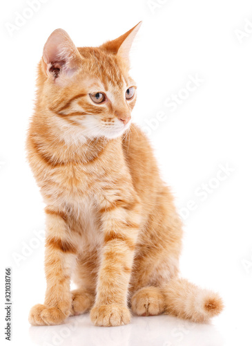 Closeup orange cat looking away. isolated on white