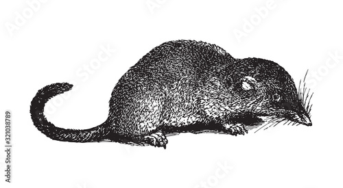 Eurasian pygmy shrew (Sorex pygmaeus) / vintage illustration from Brockhaus Konversations-Lexikon 1908 photo