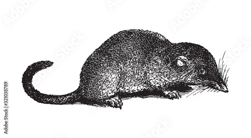 Eurasian pygmy shrew (Sorex pygmaeus) / vintage illustration from Brockhaus Konversations-Lexikon 1908