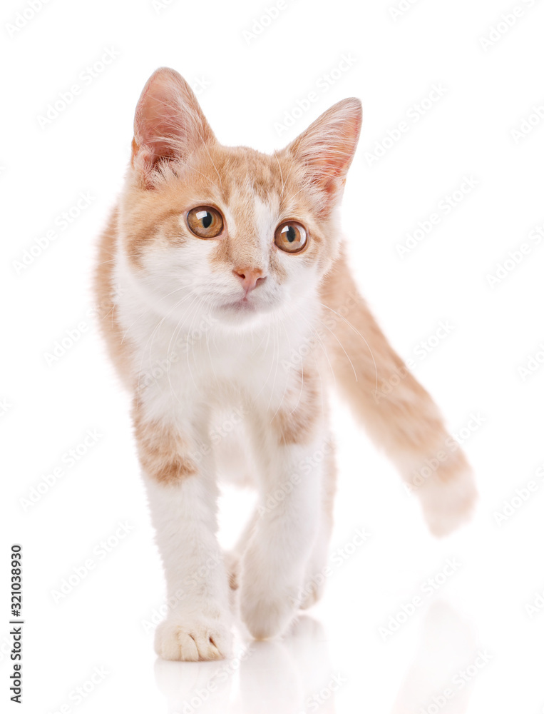 Red male cat, walking towards camera. Isolated