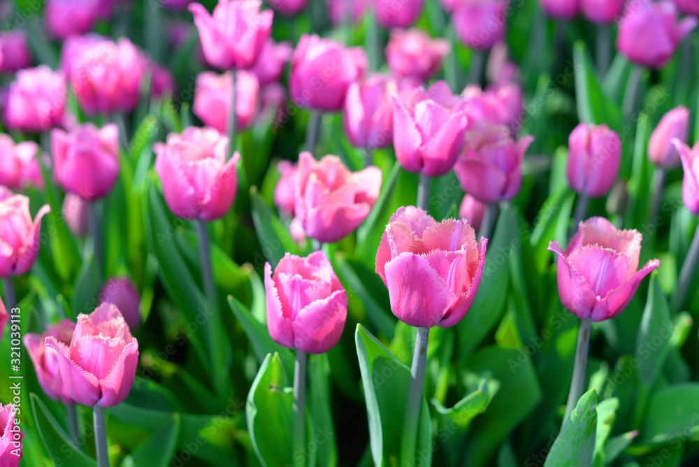  beautiful summer flowers tulips lilac on the field under the sun