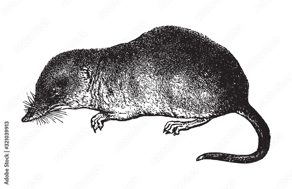 Ταπετσαρία Shrew (Sorex vulgaris) / vintage illustration from Brockhaus Konversations-Lexik