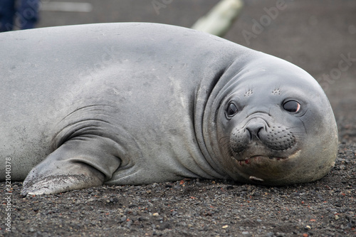 Weddell seal, Leptonychotes weddellii, resting on antarctic beach photo