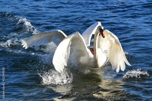 Swans Playing Together on the Blue Water. photo