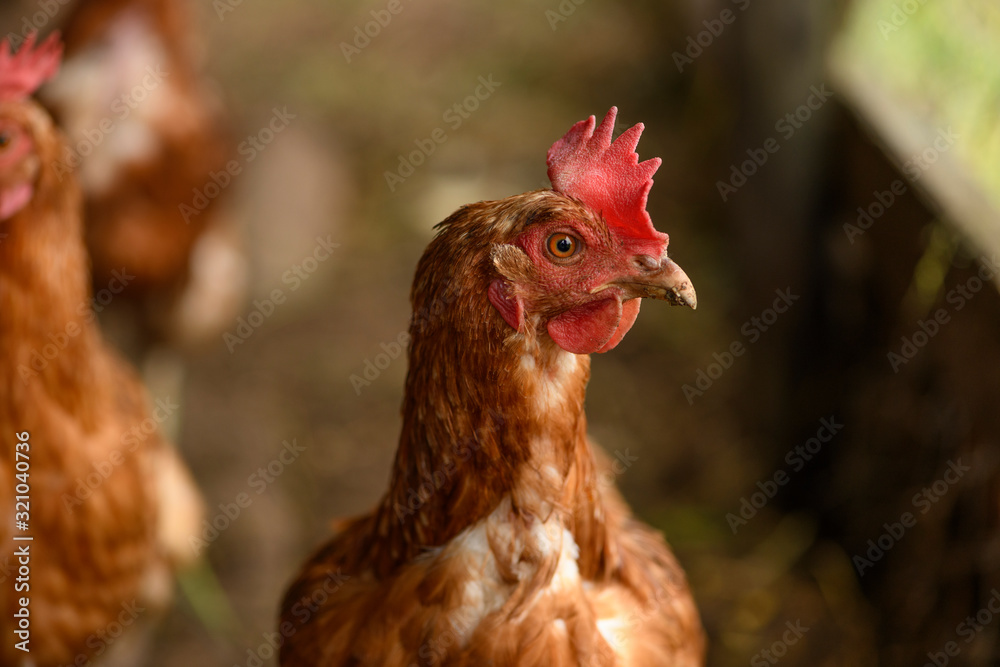 The portrait of one chicken in profile, the close-up.