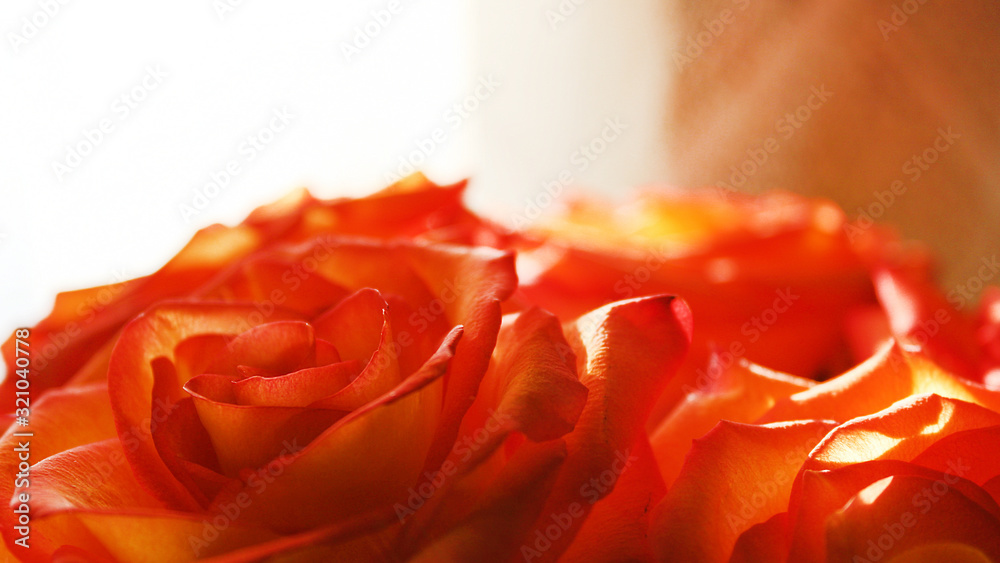 Orange roses close-up. Roses of the circus variety. Beautiful bouquet