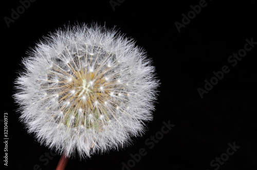 Dandelion on Black Background.