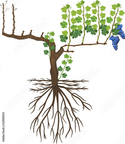 Parts of plant. Morphology of grape vine plant with root system isolated on white background. Structure of grapevine plant