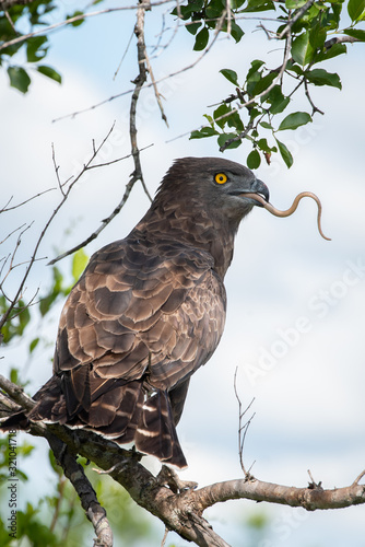 A brown snake eagle - Circaetus cinereus - catches and devours a still writhing snake in the Kruger National Park, South Africa photo