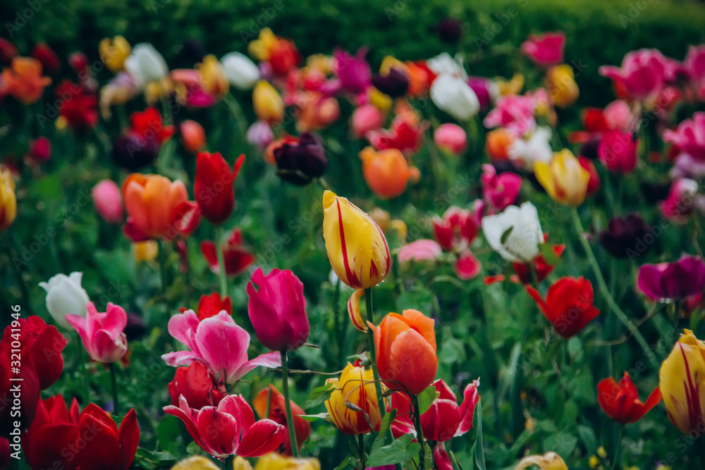 Fototapeta premium Colorful holiday or birthday panoramic background with tulip flower garden, red, yellow, white, Keukenhof flower garden, Netherlands, Holland.