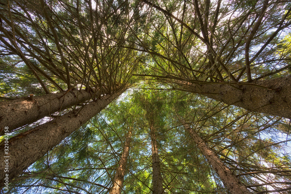 Naklejka premium Pine forest on a summer day. Bottom shooting