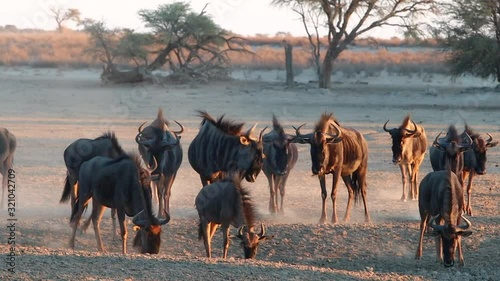 Golden angled evening light rims a confusion of Wildebeest in Kalahari