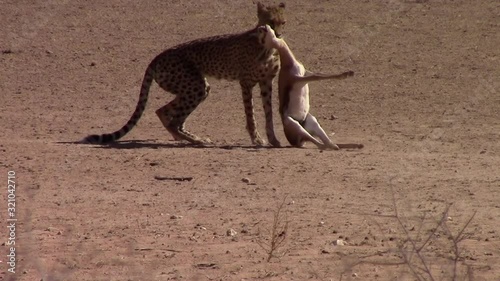 African Cheetah bites and drags Springbok Antelope by the neck photo