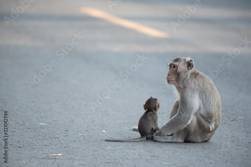Monkeys come to wait for food from people on the street.