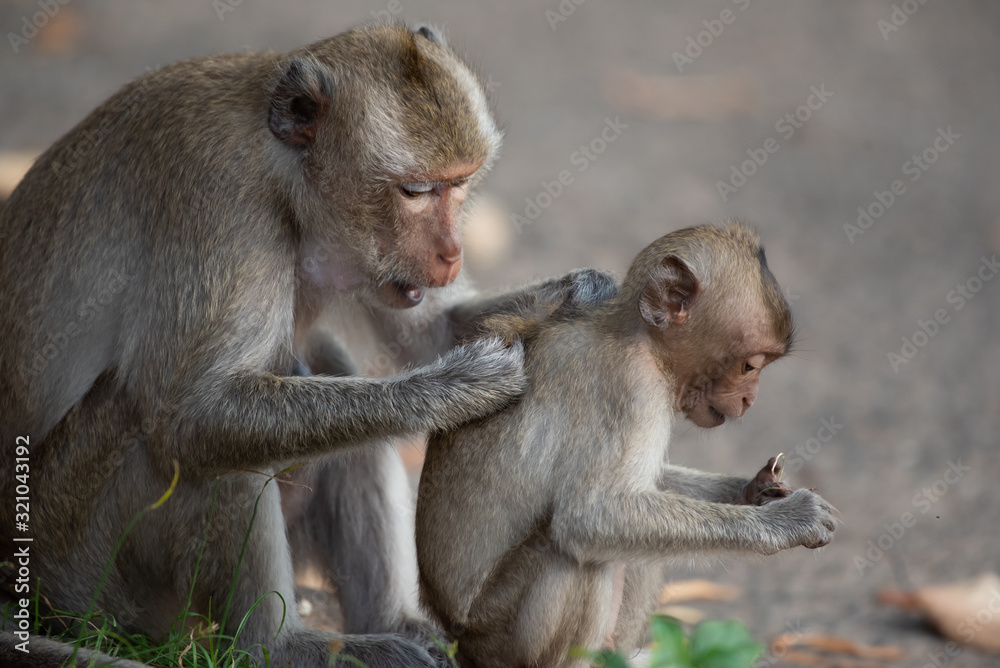 The mother monkey and baby monkey are sitting in the forest.