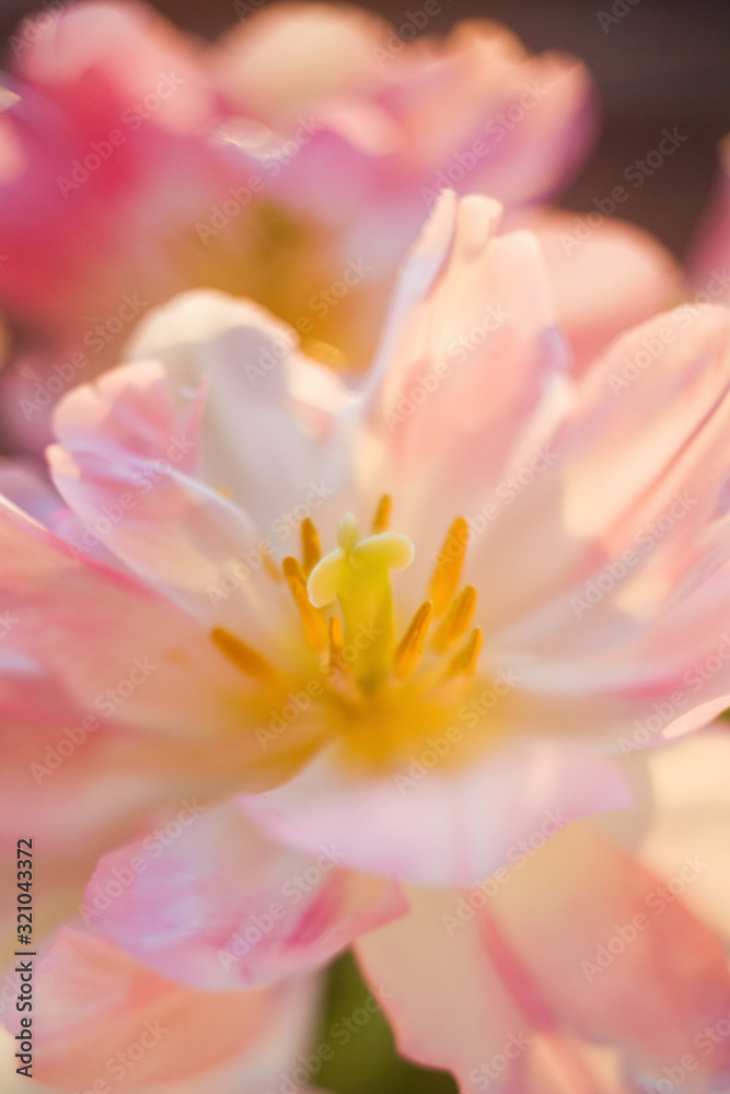 Tulips with pink and white petals with yellow stamens. Close up flowers. Bouquet of tulips at sunlight. Tulips with pink and white petals with yellow stamens. Close up flowers. Bouquet of tulips at sunlight.
