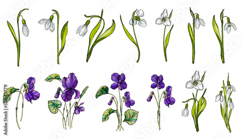 Vector set of colors of snowdrop and violets